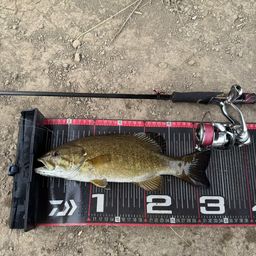 スモールマウスバス