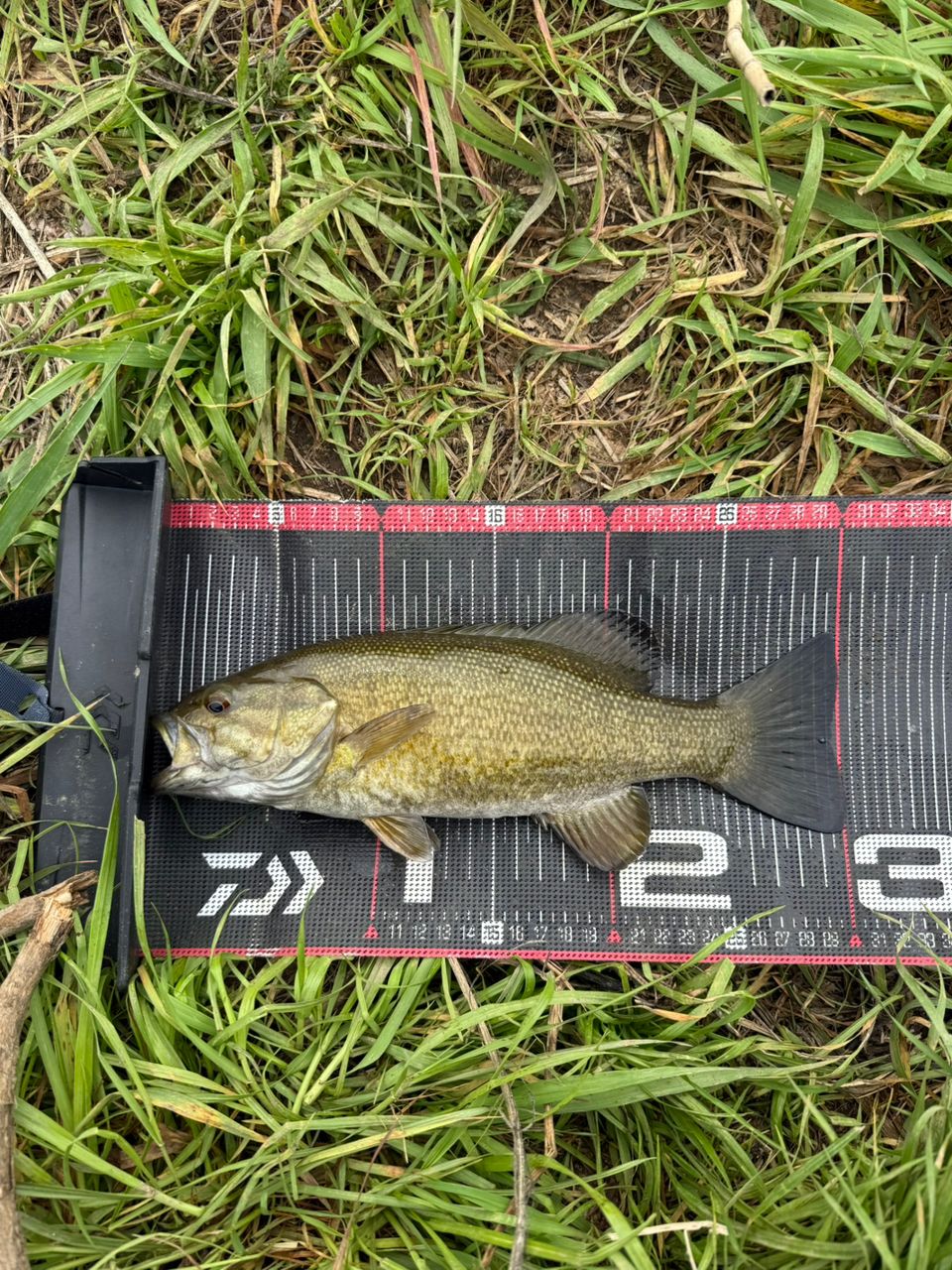 スモールマウスバス