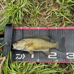 スモールマウスバス