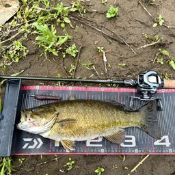 スモールマウスバス