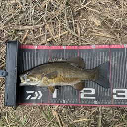 スモールマウスバス