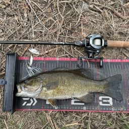 スモールマウスバス