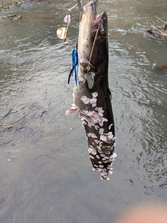 マナマズの釣果