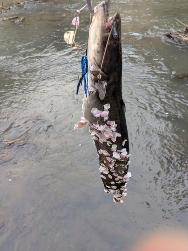 マナマズの釣果