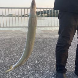 カマス