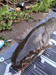 ナマズの釣果