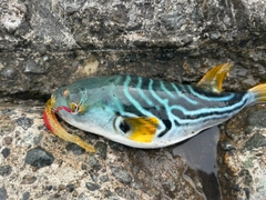 シマフグの釣果