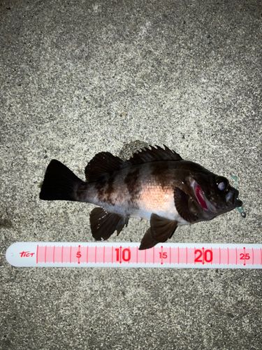 シロメバルの釣果