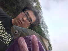 ヘラブナの釣果