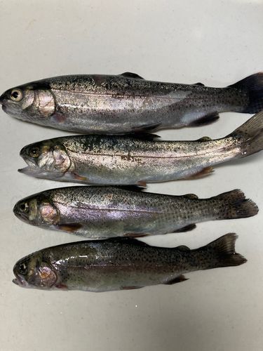 ニジマスの釣果