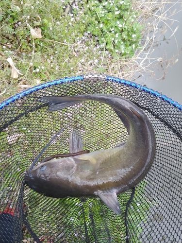 アメリカナマズの釣果