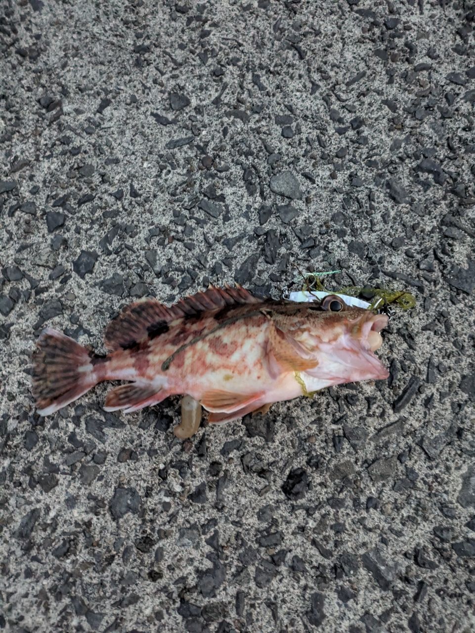 アラカブ
