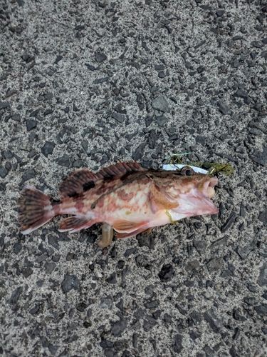 アラカブの釣果