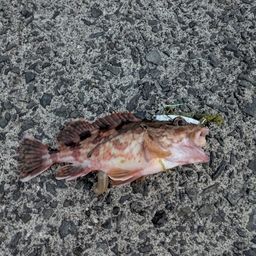 アラカブ
