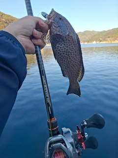 オオモンハタの釣果