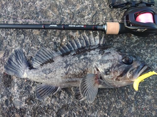 クロソイの釣果