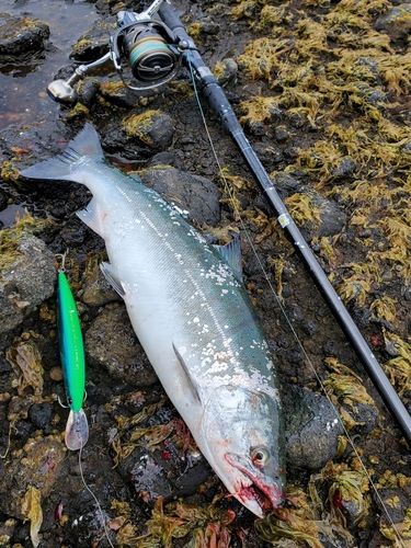 サクラマスの釣果