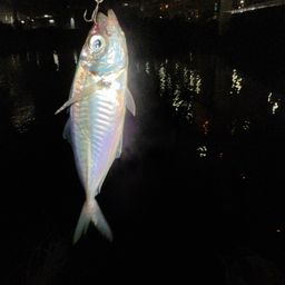 アジ