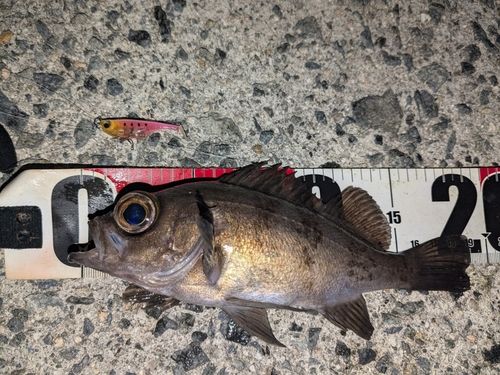 メバルの釣果