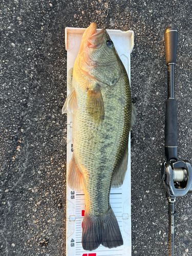 ブラックバスの釣果