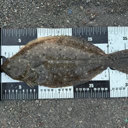 ヒラメ