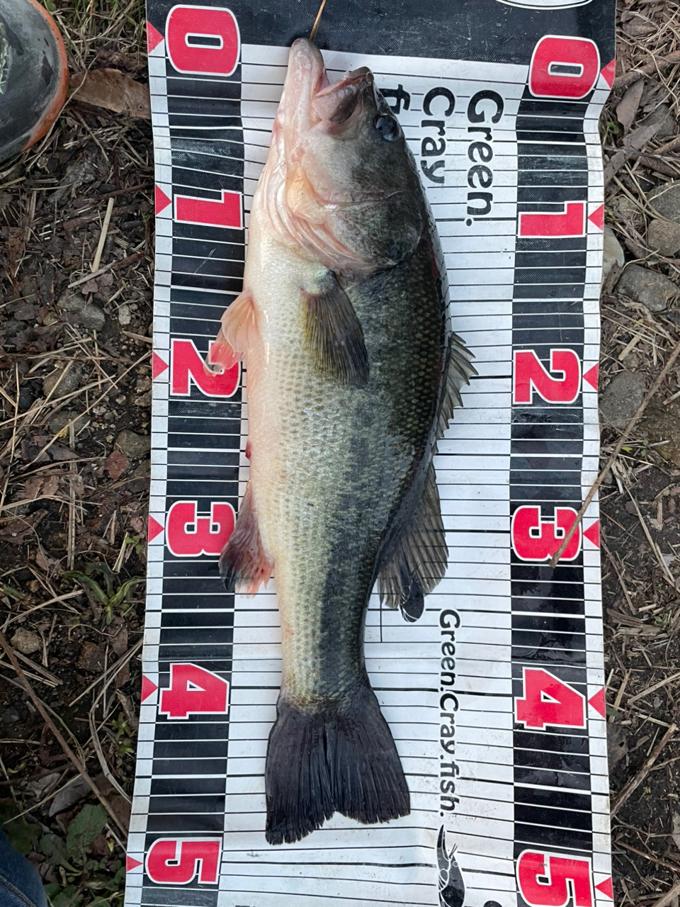 SHIMANO 18ワールドシャウラ 1651FF-3の最安値・インプレ・釣果