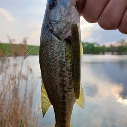 ラージマウスバス