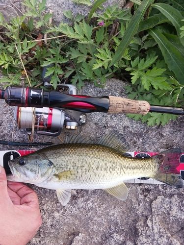 ラージマウスバスの釣果