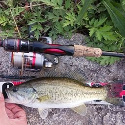 ラージマウスバス