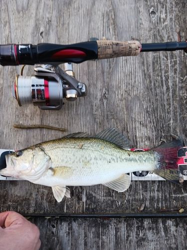 ラージマウスバスの釣果