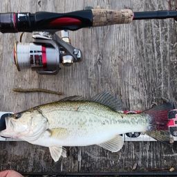 ラージマウスバス