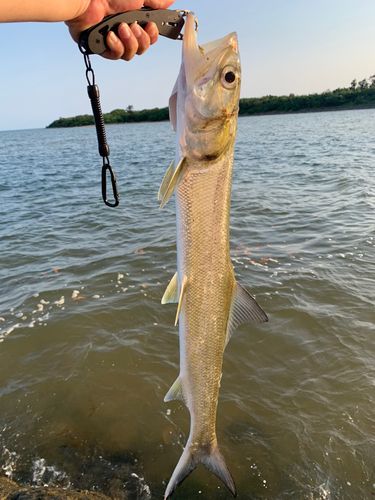 カライワシの釣果