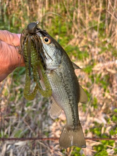 ブラックバスの釣果