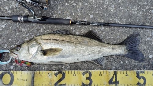 シーバスの釣果