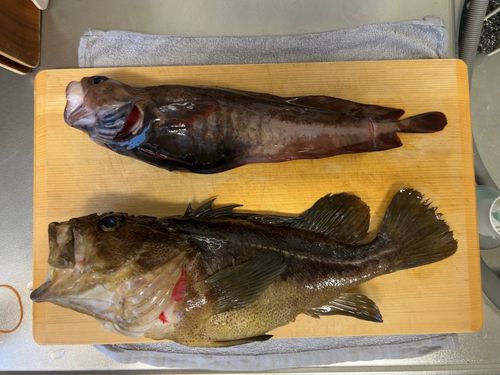 クロソイの釣果