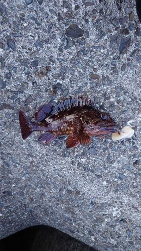 カサゴの釣果