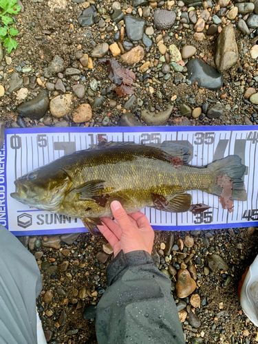 スモールマウスバスの釣果