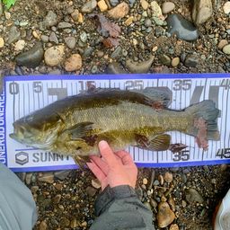 スモールマウスバス