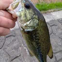 ラージマウスバス