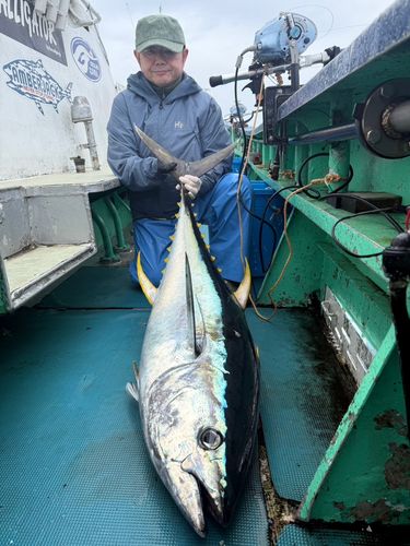 キハダマグロの釣果