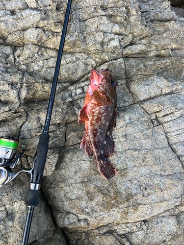 アカハタの釣果