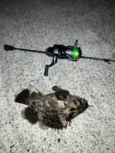 オウゴンムラソイの釣果
