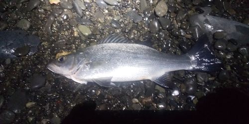 フッコ（ヒラスズキ）の釣果
