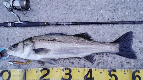 シーバスの釣果