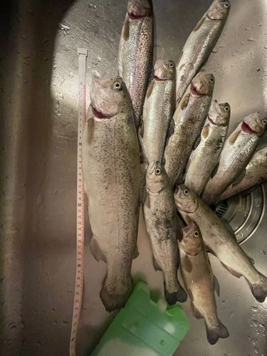 ニジマスの釣果