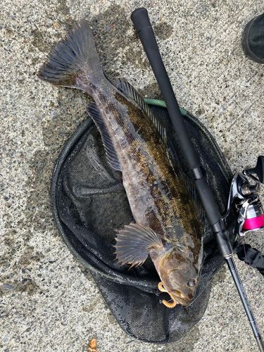 アイナメの釣果