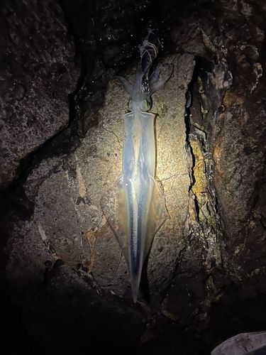 ヤリイカの釣果