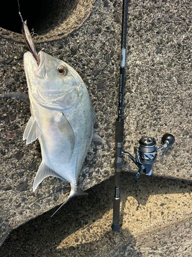 ロウニンアジの釣果