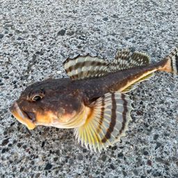 ツマグロカジカ
