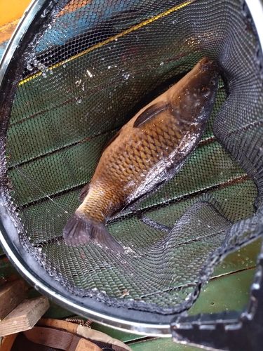 コイの釣果
